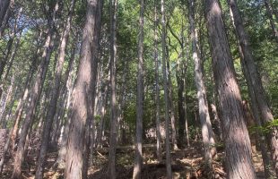 大和松煙プロジェクトサイト公開